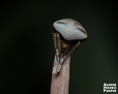 Araneus cyrtarachnoides