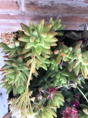 Sedum adolphi