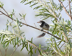 Alectrurus risora
