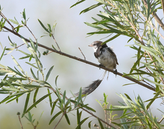 Alectrurus risora