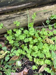 Ranunculus platensis