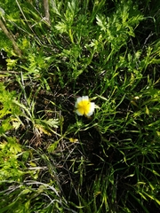 Glebionis coronaria