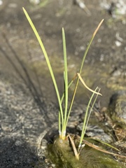 Schoenoplectus americanus