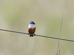 Sporophila palustris