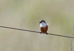 Sporophila palustris