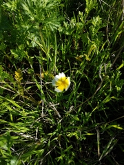 Glebionis coronaria