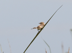 Alectrurus risora