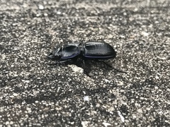 Pasimachus sublaevis