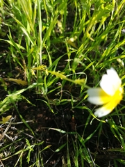 Glebionis coronaria