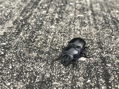 Pasimachus sublaevis