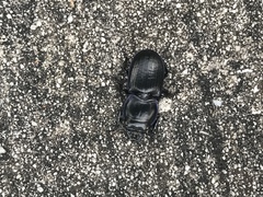 Pasimachus sublaevis