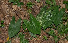 Caladium