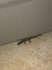 Sphaerodactylus copei