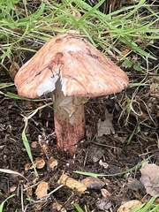 Amanita novinupta