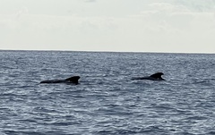 Globicephala melas
