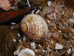 Nerita plicata