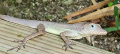 Anolis cristatellus