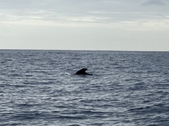Globicephala melas