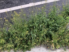 Sisymbrium orientale