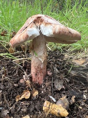 Amanita novinupta
