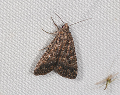 Hypoperigea tonsa