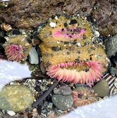 Anthopleura elegantissima