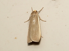 Palaeosia bicosta