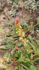 Rumex bucephalophorus