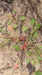 Rumex bucephalophorus