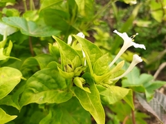 Mirabilis jalapa