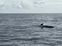 Globicephala melas