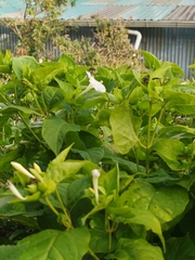 Mirabilis jalapa
