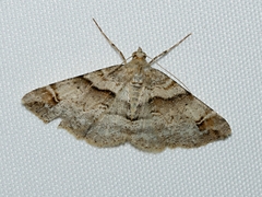 Syneora hemeropa