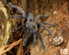 Selenocosmiinae
