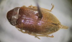 Ptilodactylidae