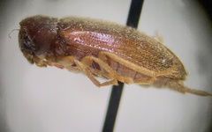 Ptilodactylidae