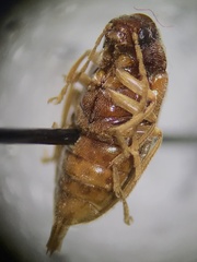 Ptilodactylidae
