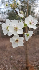 Pyrus