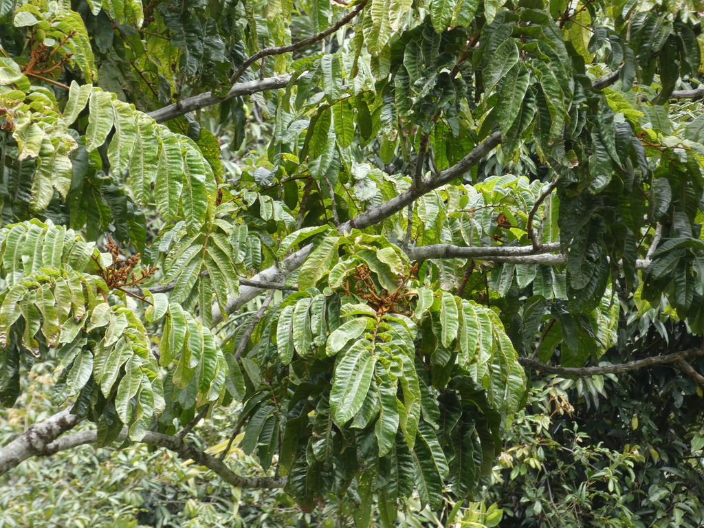 Native Tamarind
