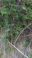 Coprosma quadrifida