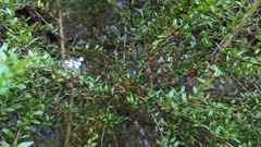 Coprosma quadrifida