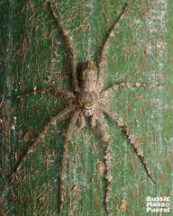 Pandercetes gracilis