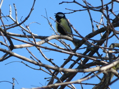 Parus major
