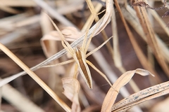 Pisaurina dubia