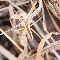 Pisaurina dubia