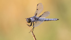 Libellula nodisticta