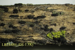 Dothideomycetes