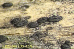Dothideomycetes