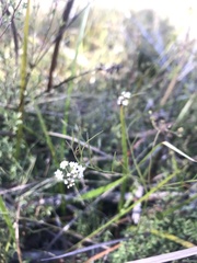 Platysace