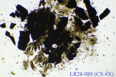 Dothideomycetes